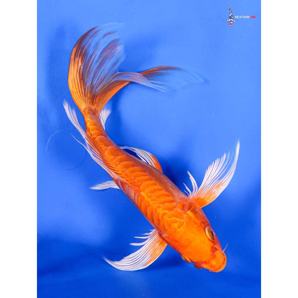 8” Imported Doitsu Orenji Ogon Butterfly Koi