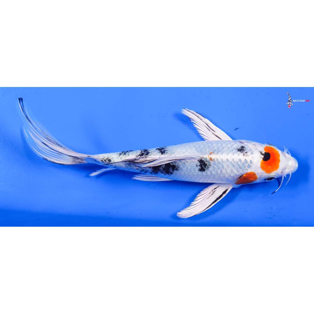 7” Imported Yamato Nishiki Butterfly Koi