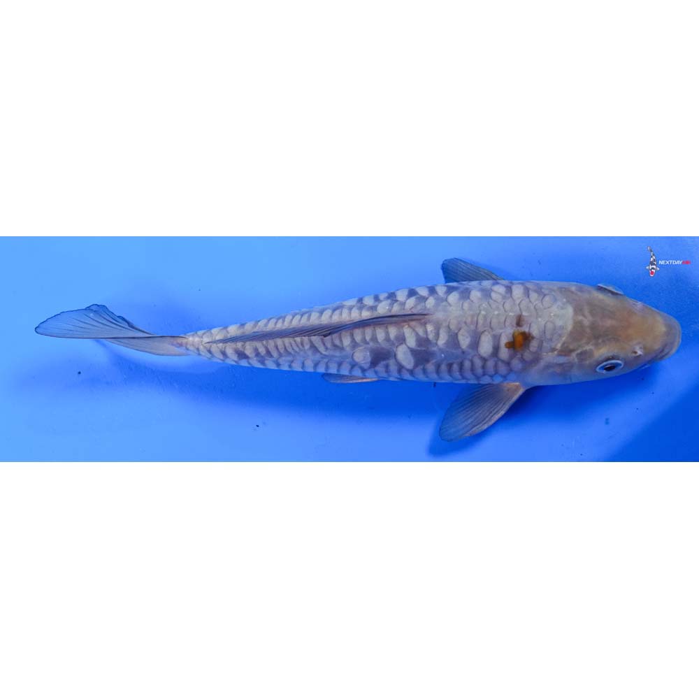 9.5” Imported Armor Scaled Ochiba Shigure