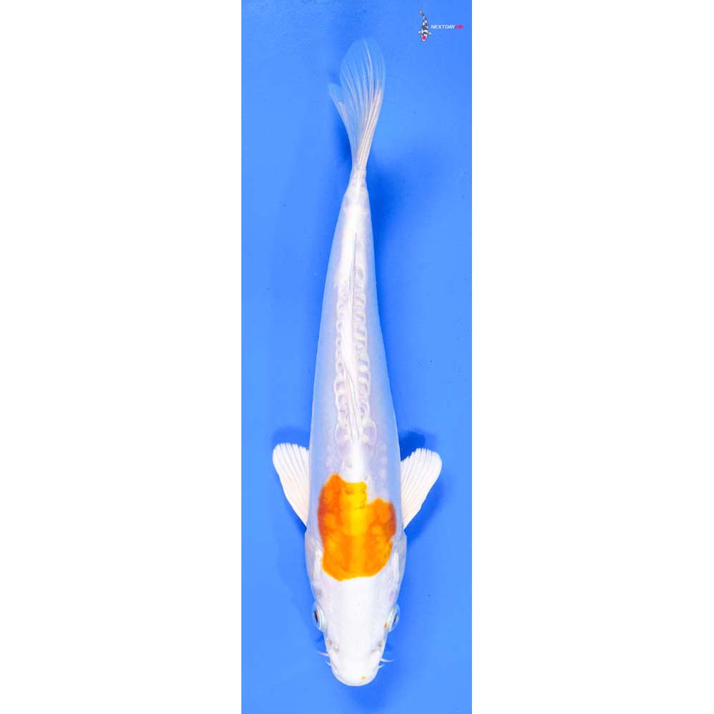 9” Imported Kikusui