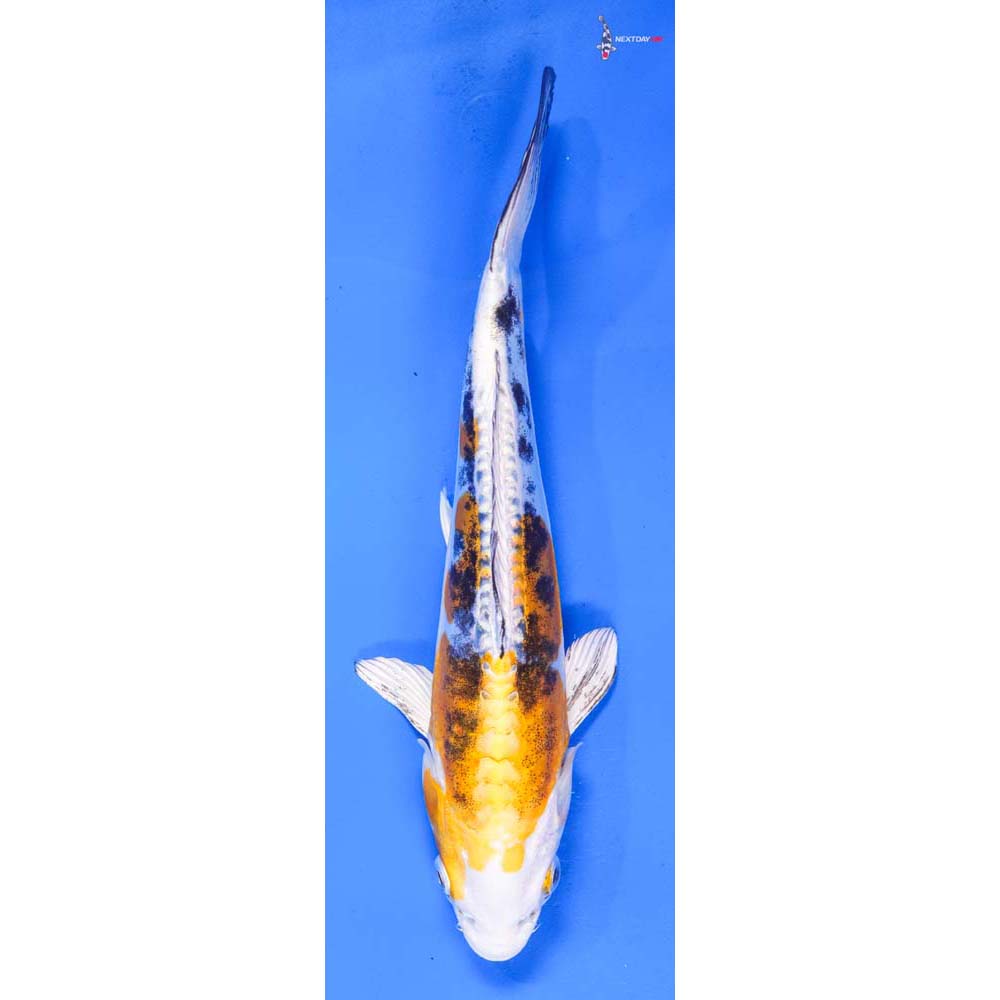 9” Imported Heisei Nishiki