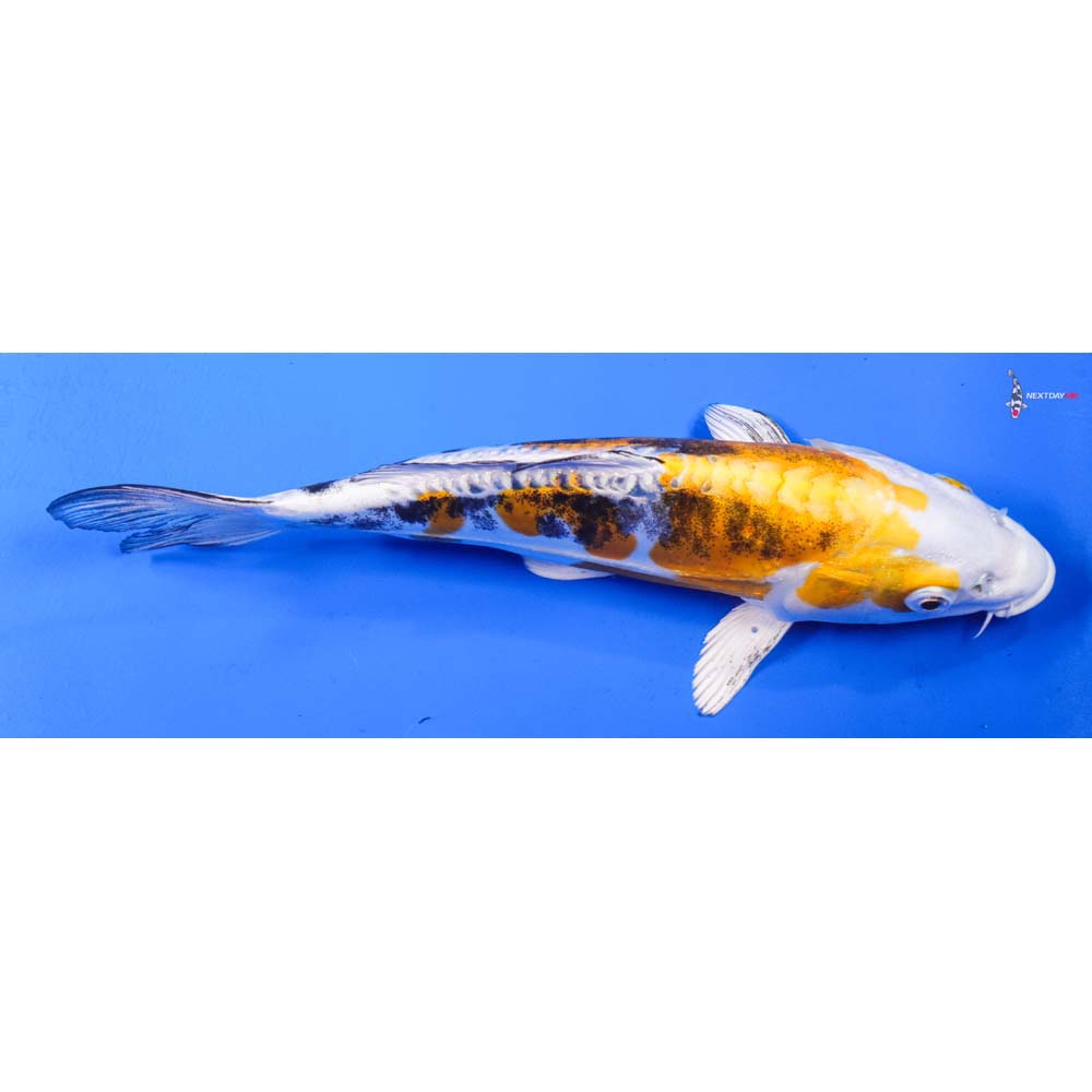 9” Imported Heisei Nishiki