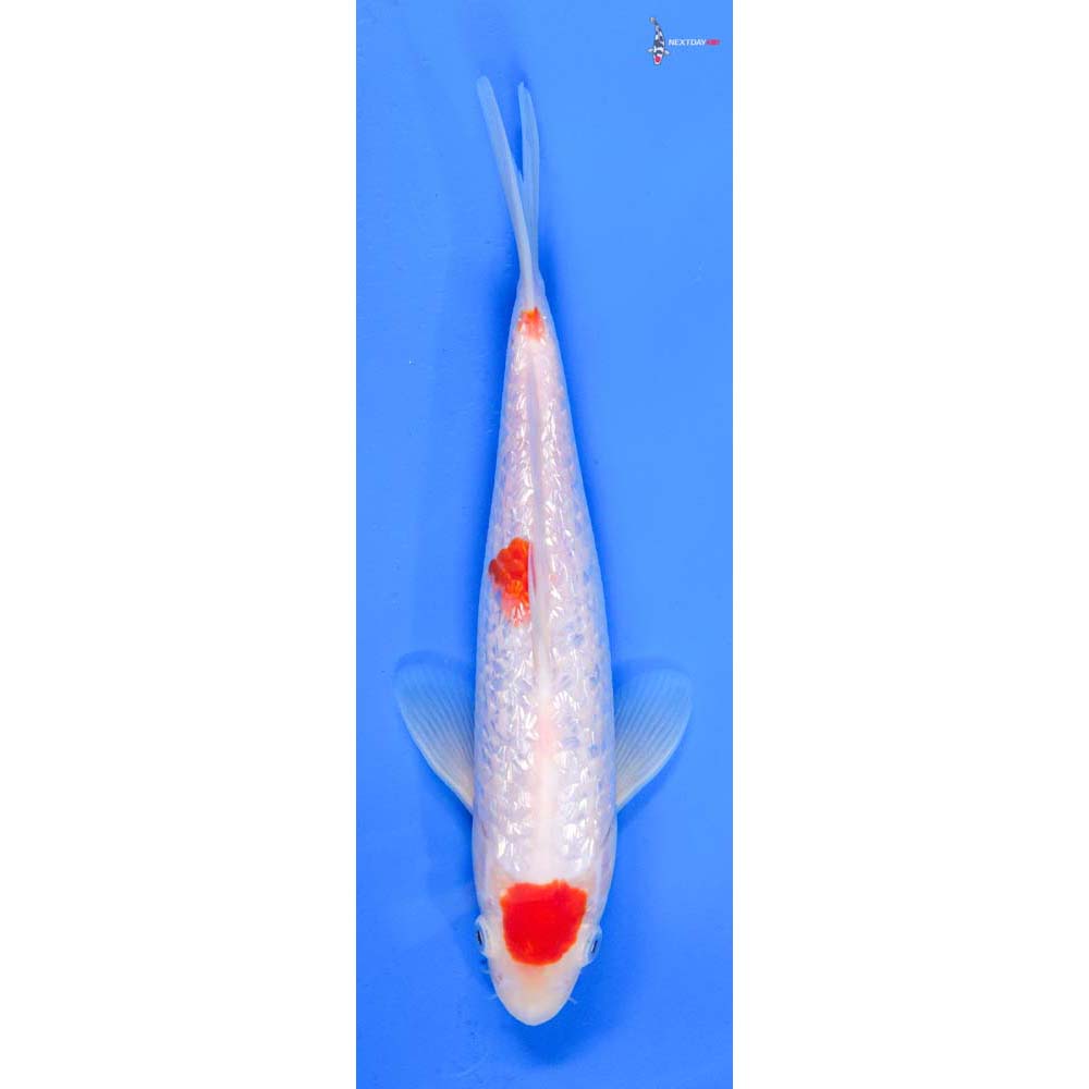 8.5” Imported Gin Rin Kohaku