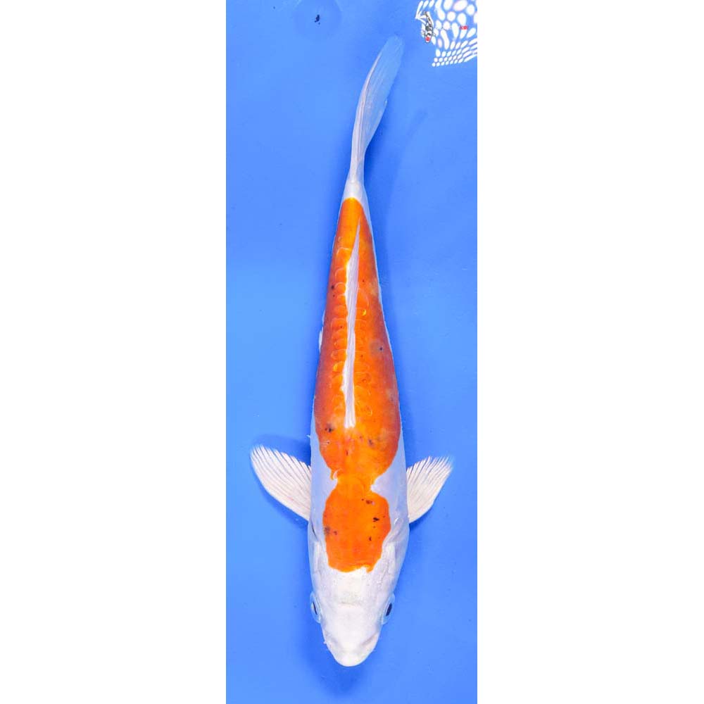 8.5” Imported Heisei Nishiki