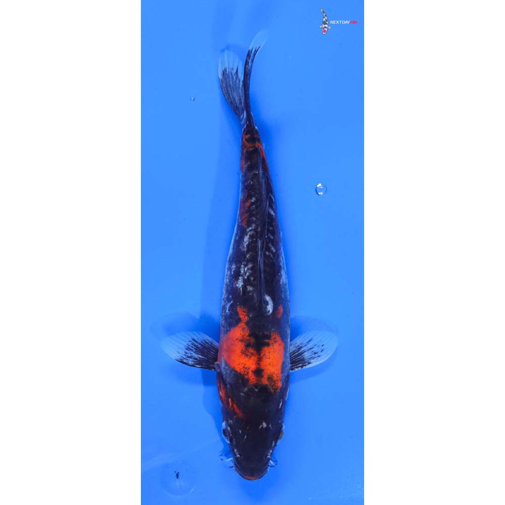 8.5” Imported Doitsu Goshiki