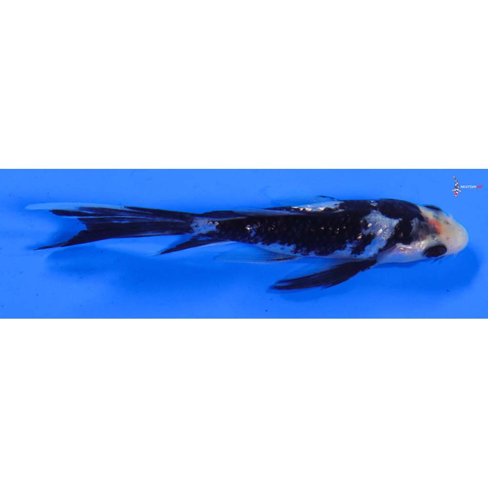 4” Imported Gin Rin Matsukawabakke Butterfly Koi