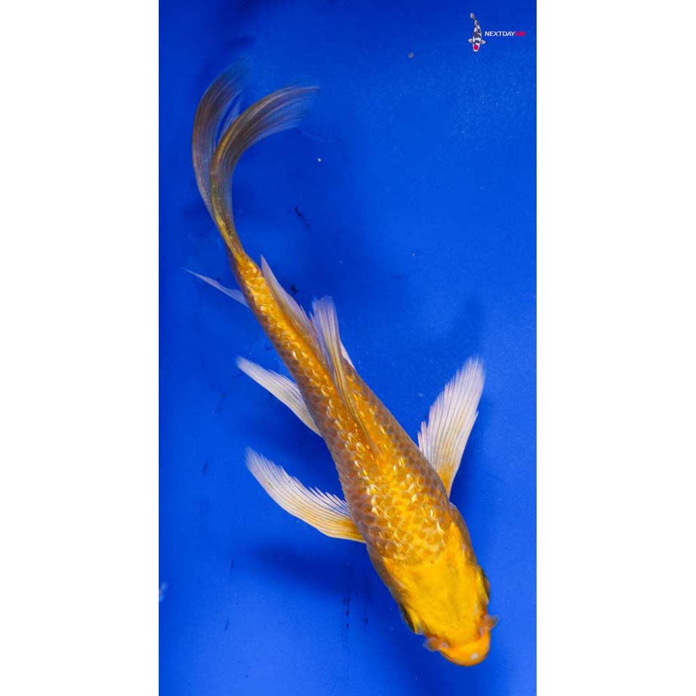 4” Imported Gin Rin Yamabuki Ogon Butterfly Koi