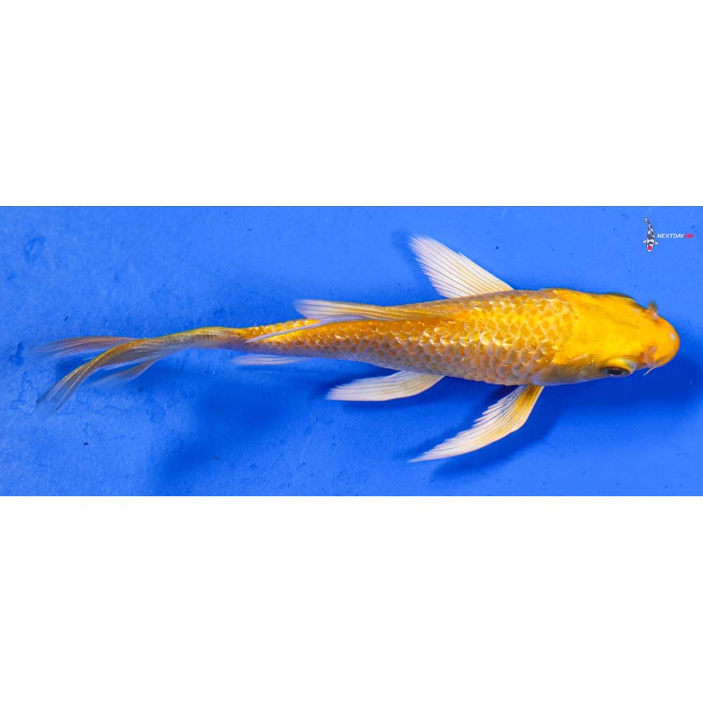 4” Imported Gin Rin Yamabuki Ogon Butterfly Koi