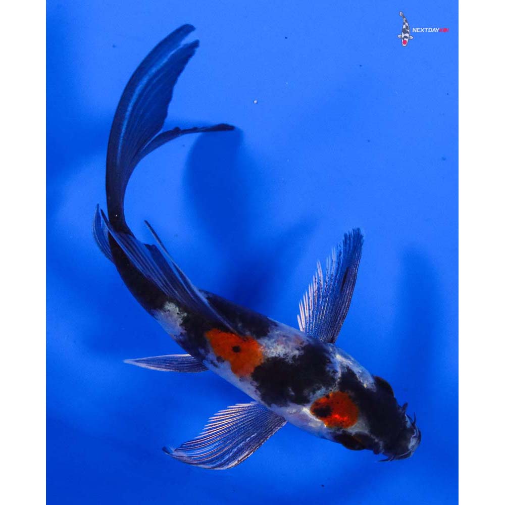 4” Imported Kin Showa Butterfly Koi