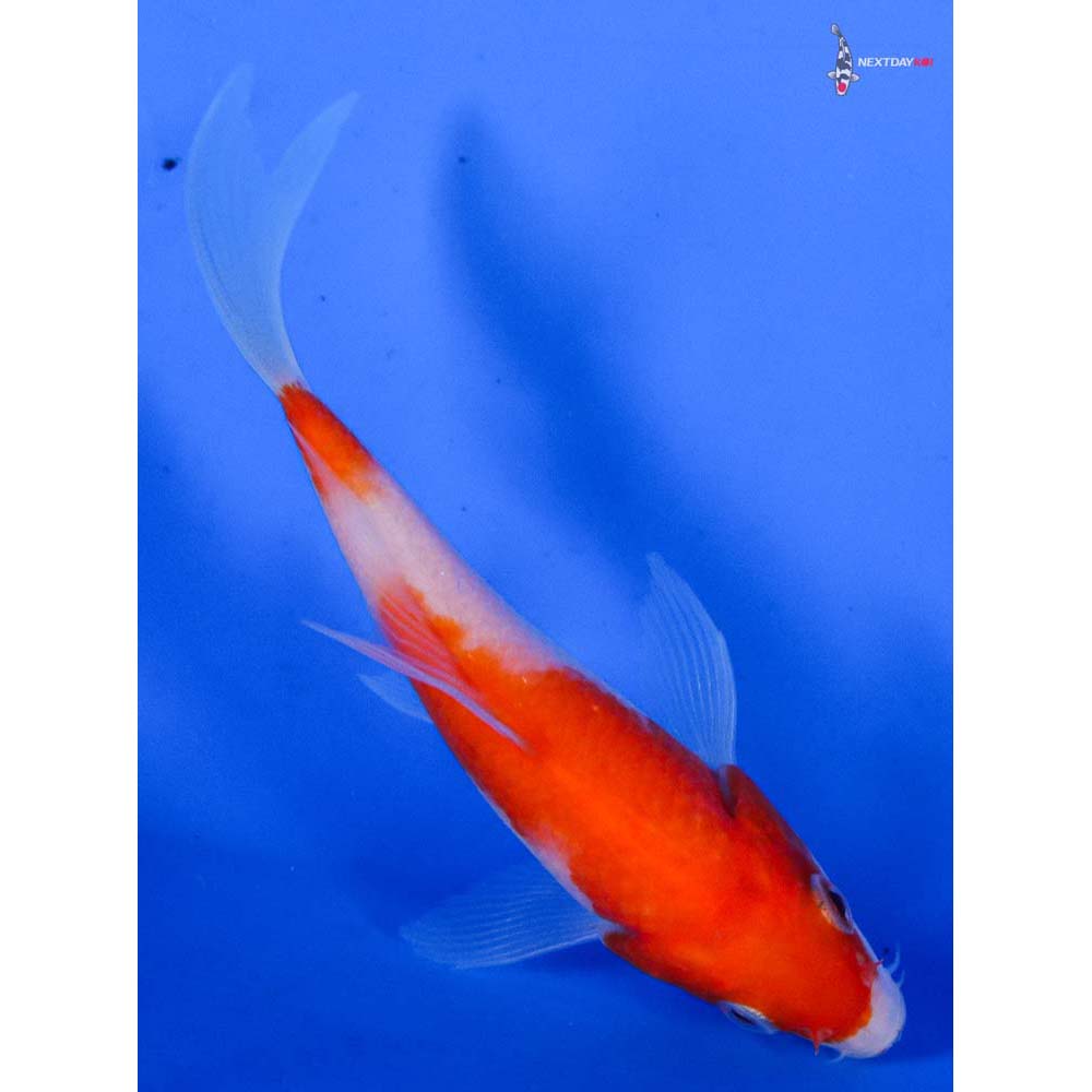 4” Imported Kohaku Butterfly Koi