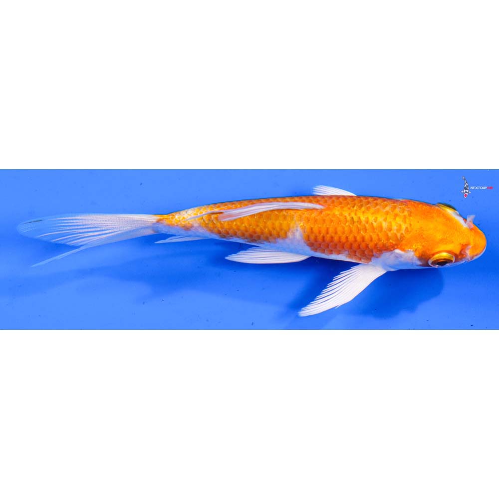 4” Imported Hariwake Butterfly Koi