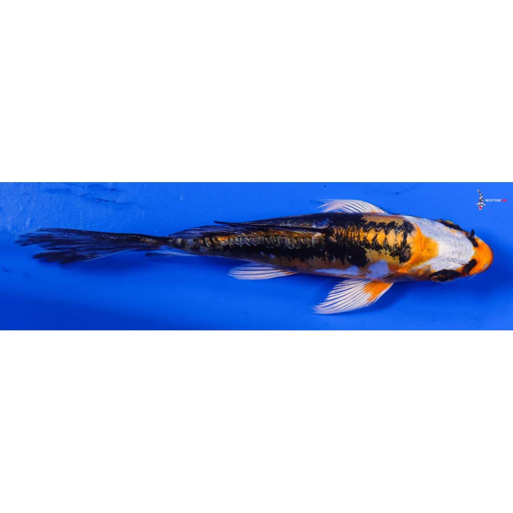 4.5” Imported Kin Kikokuryu Butterfly Koi