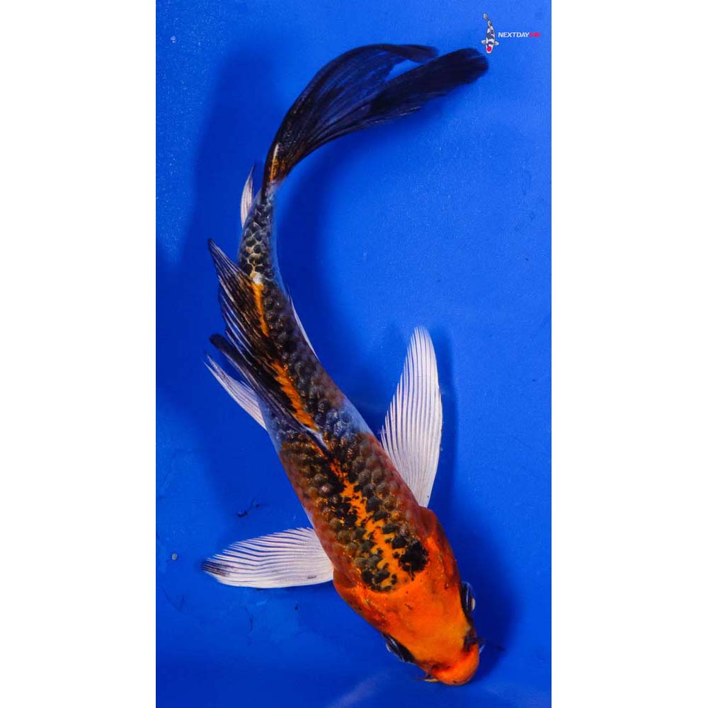 4.5” Imported Kujaku Butterfly Koi