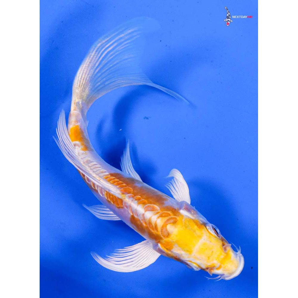 4.5” Imported Kikusui Butterfly Koi