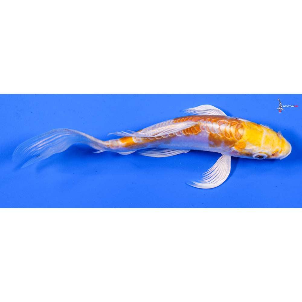 4.5” Imported Kikusui Butterfly Koi