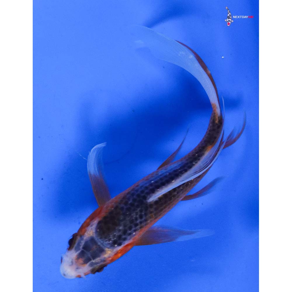 4.5” Imported Asagi Butterfly Koi