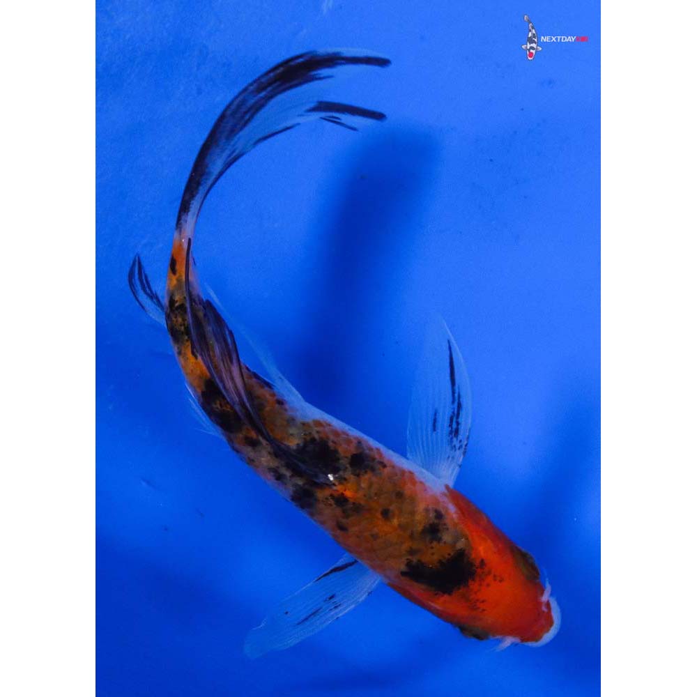 5” Imported Sanke Butterfly Koi