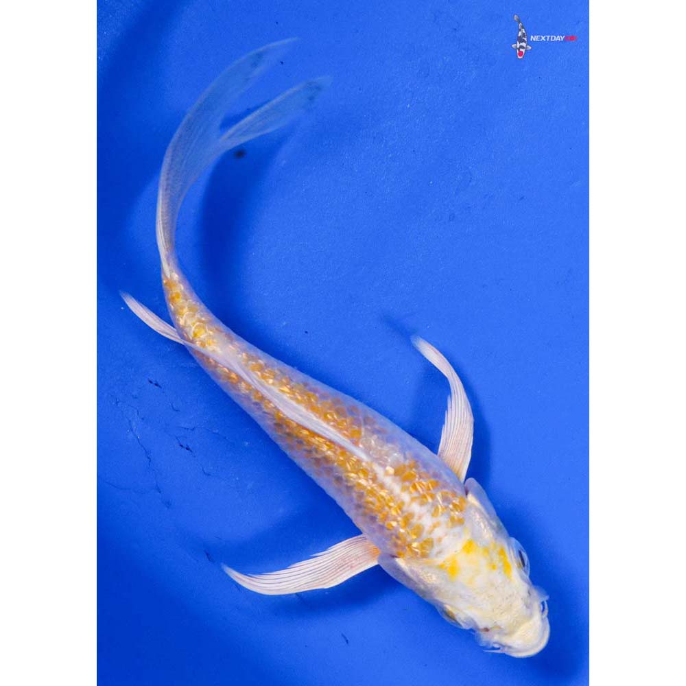 4” Imported Gin Rin Lemon Hariwake Butterfly Koi