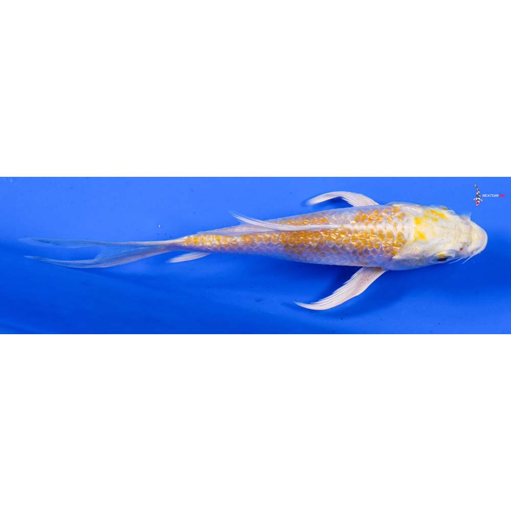 4” Imported Gin Rin Lemon Hariwake Butterfly Koi