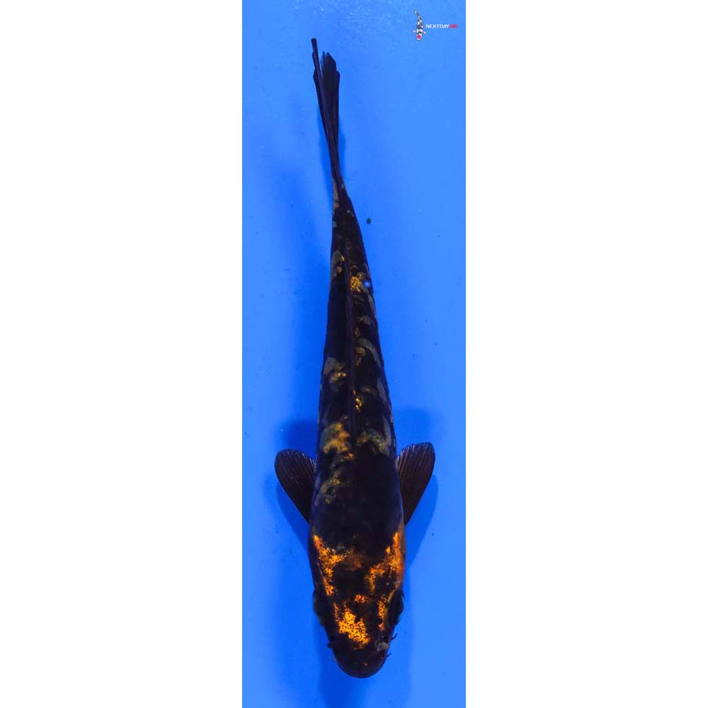 5” Imported Armor Scaled Kin Ki Utsuri