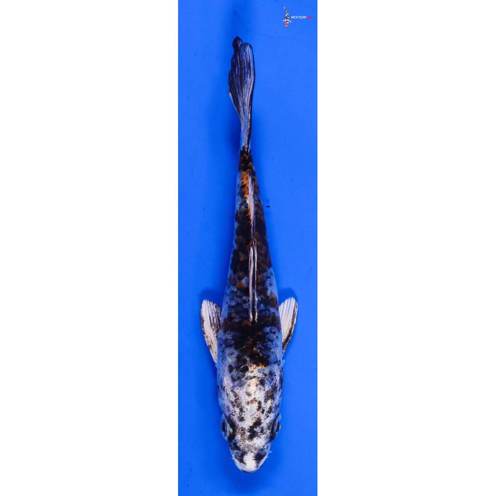 5” Imported Kujaku