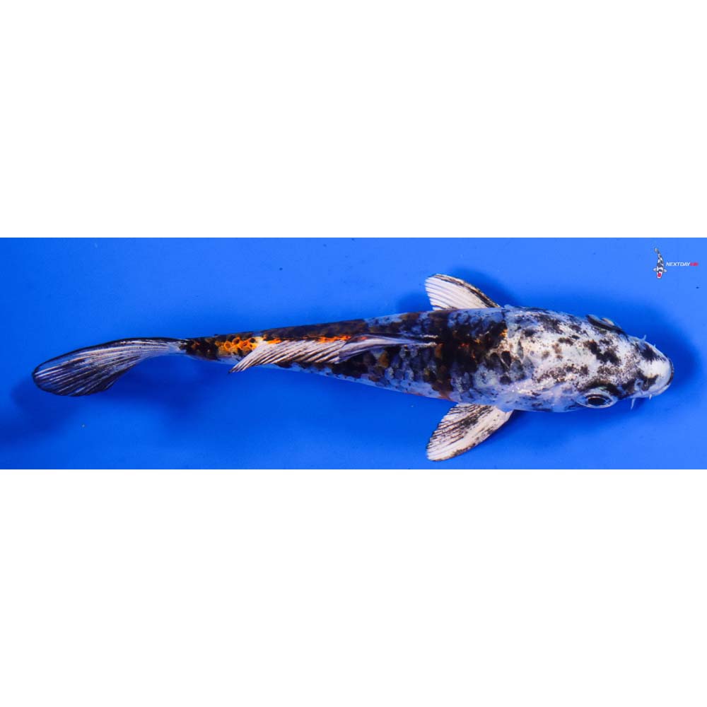 5” Imported Kujaku