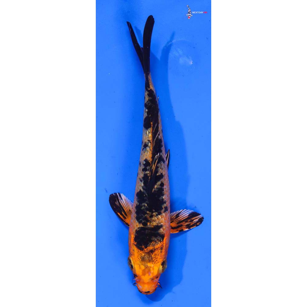 5” Imported Gin Rin Kin Aka Bekko