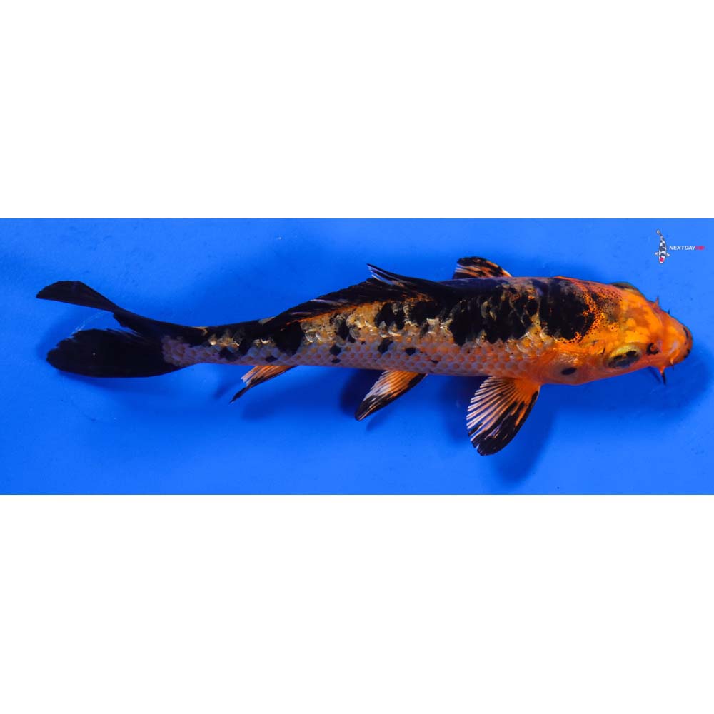 5” Imported Gin Rin Kin Aka Bekko