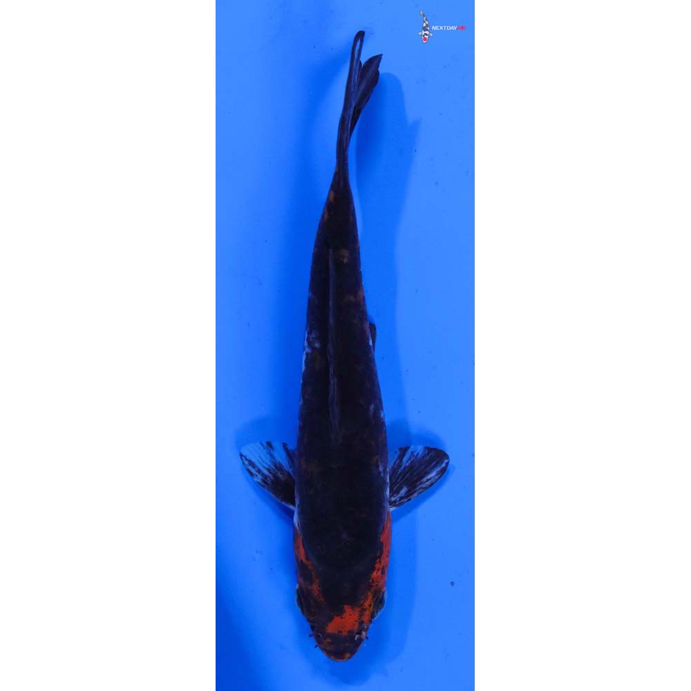 5.5” Imported Beni Matsukawabakke