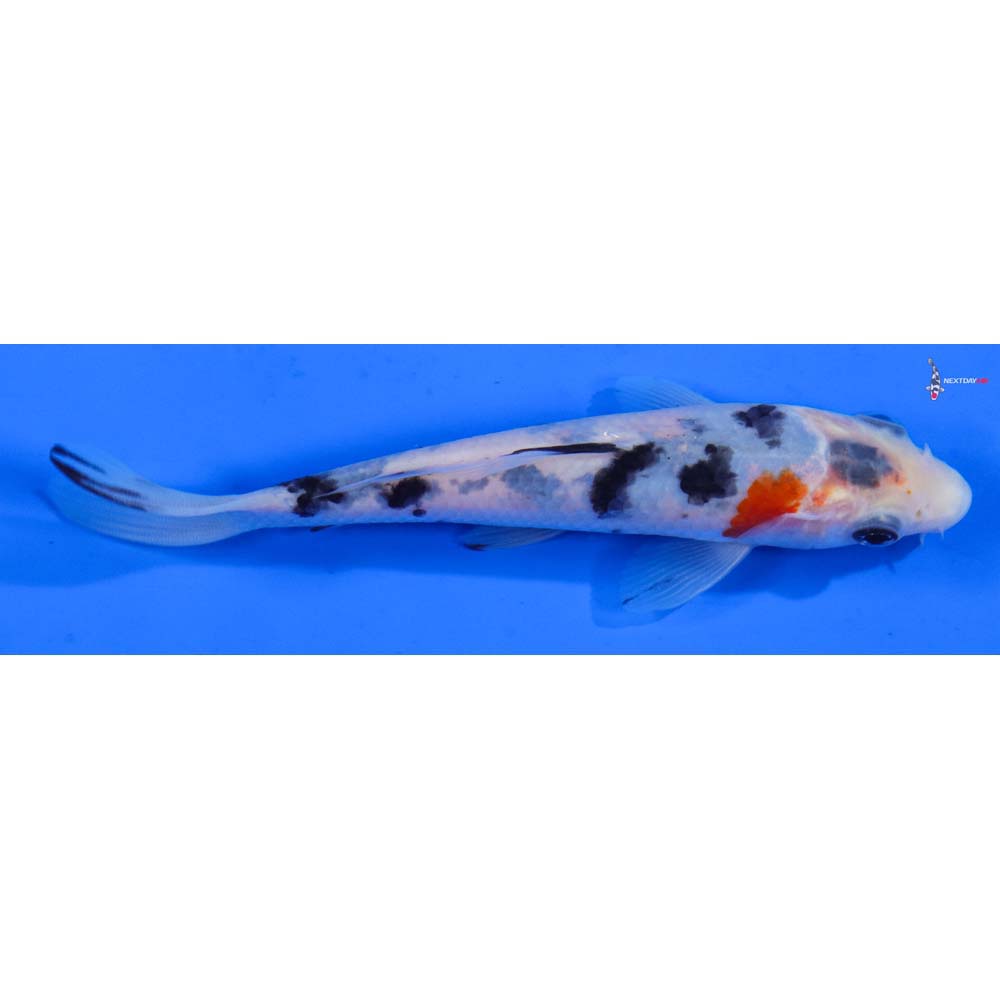 5.5” Imported Sanke