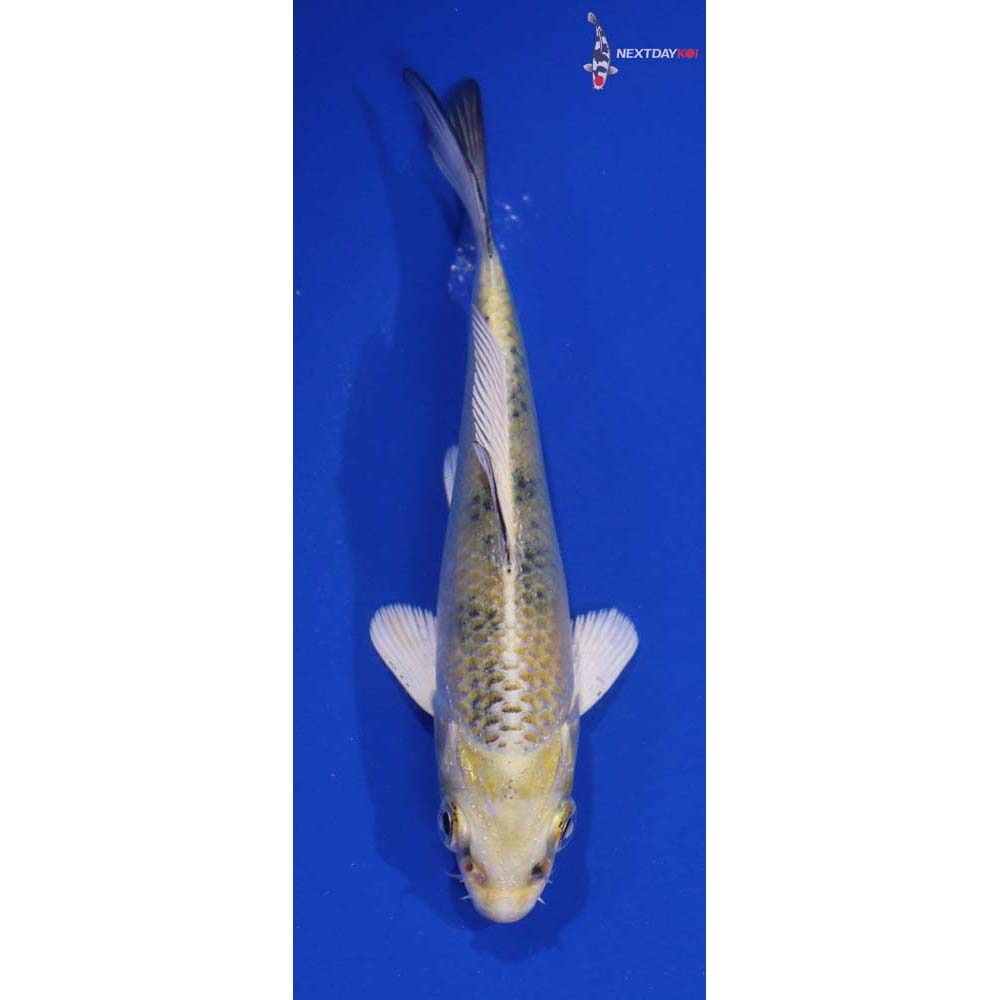 4” Imported Kin Ki Bekko