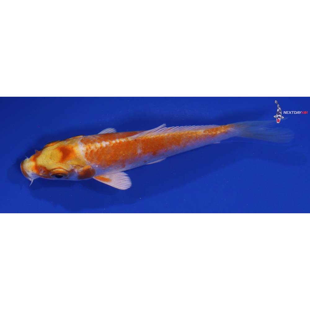 4” Imported Hariwake