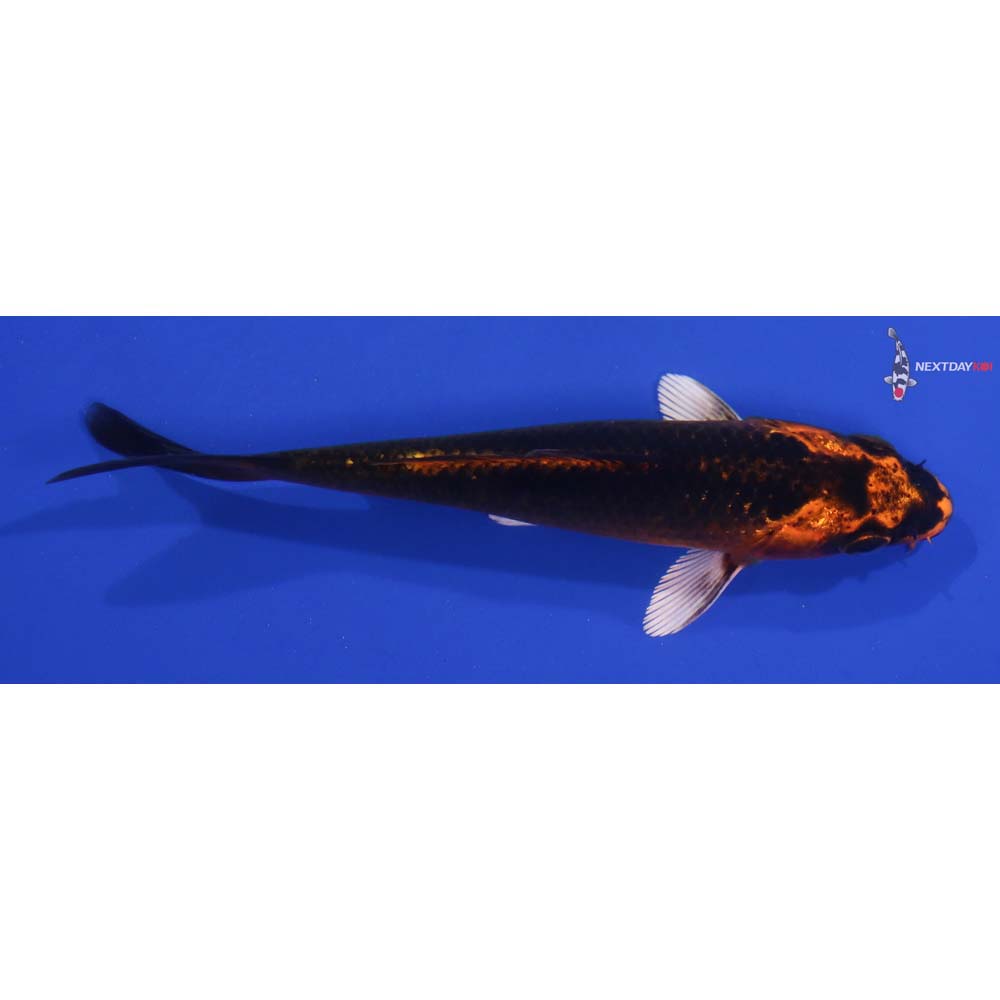 5” Imported Orenji Matsuba