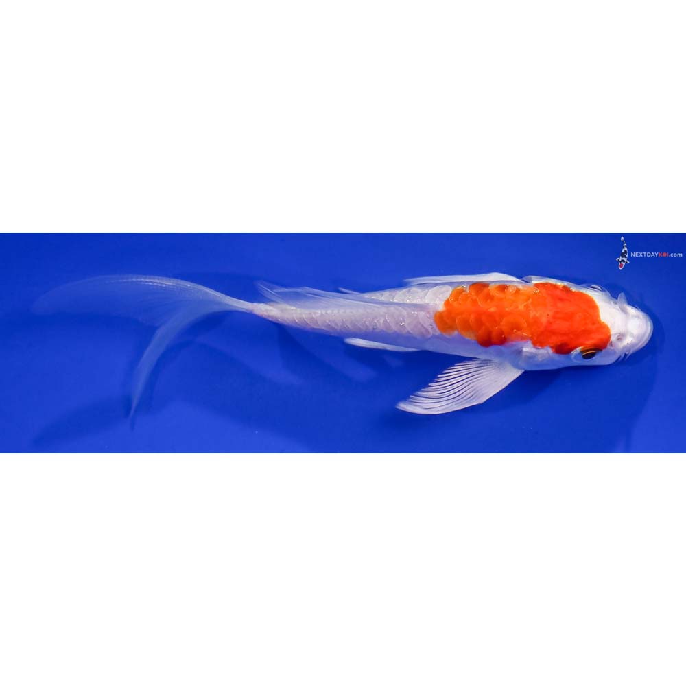 4.5” Imported Kikusui Butterfly Koi