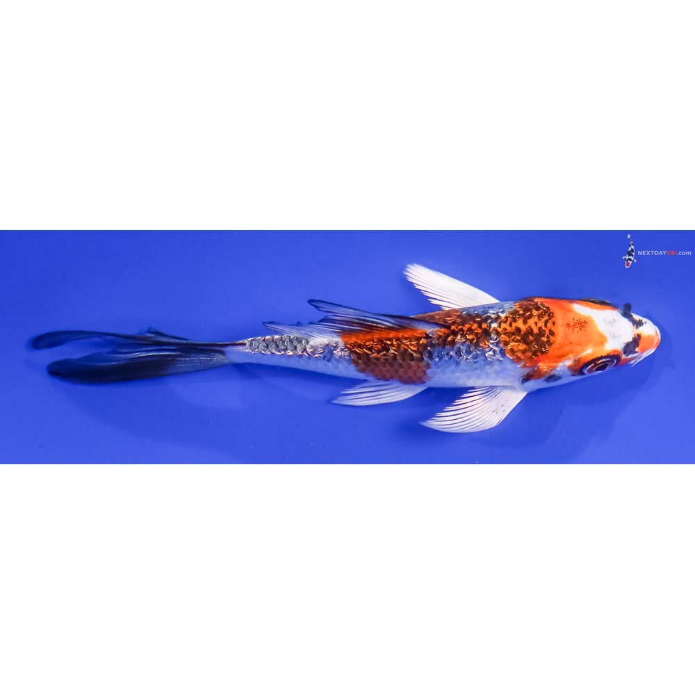 4.5” Imported Gin Rin Kujaku Butterfly Koi