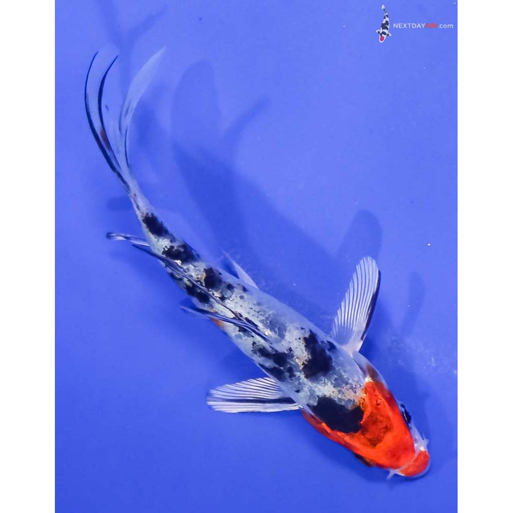 4.5” Imported Yamato Nishiki Butterfly Koi