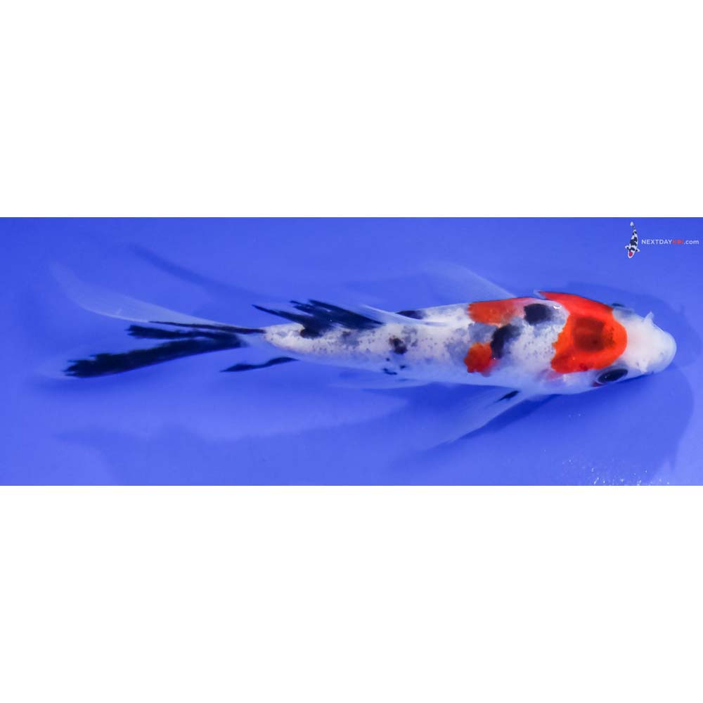 4” Imported Sanke Butterfly Koi