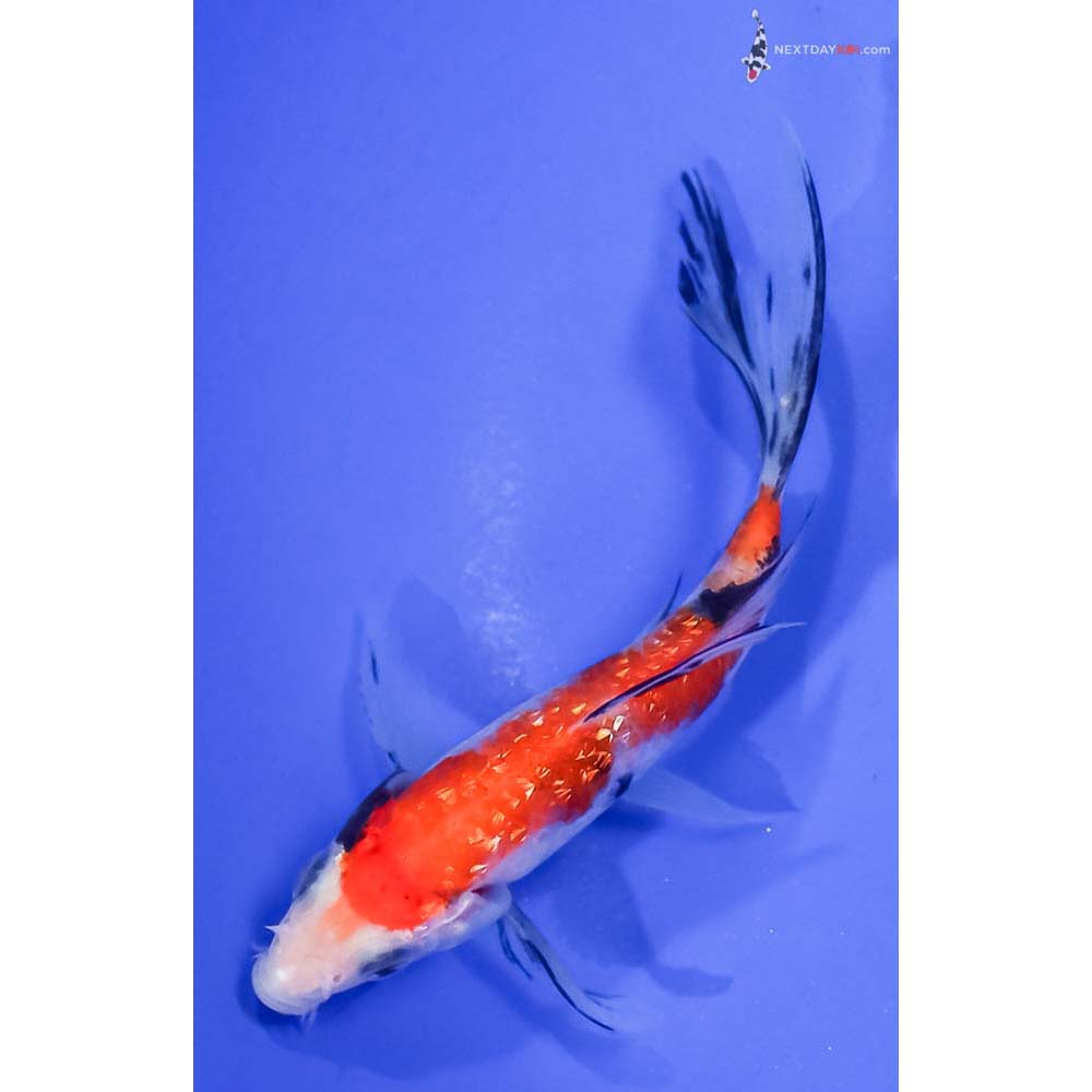 5” Imported Gin Rin Aka Sanke Butterfly Koi