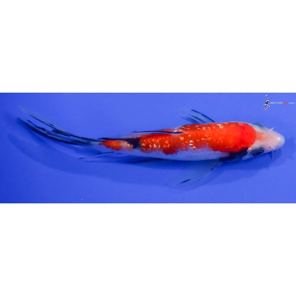 5” Imported Gin Rin Aka Sanke Butterfly Koi