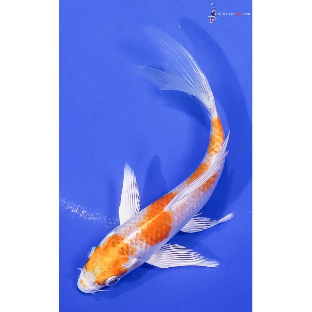 5” Imported Hariwake Butterfly Koi