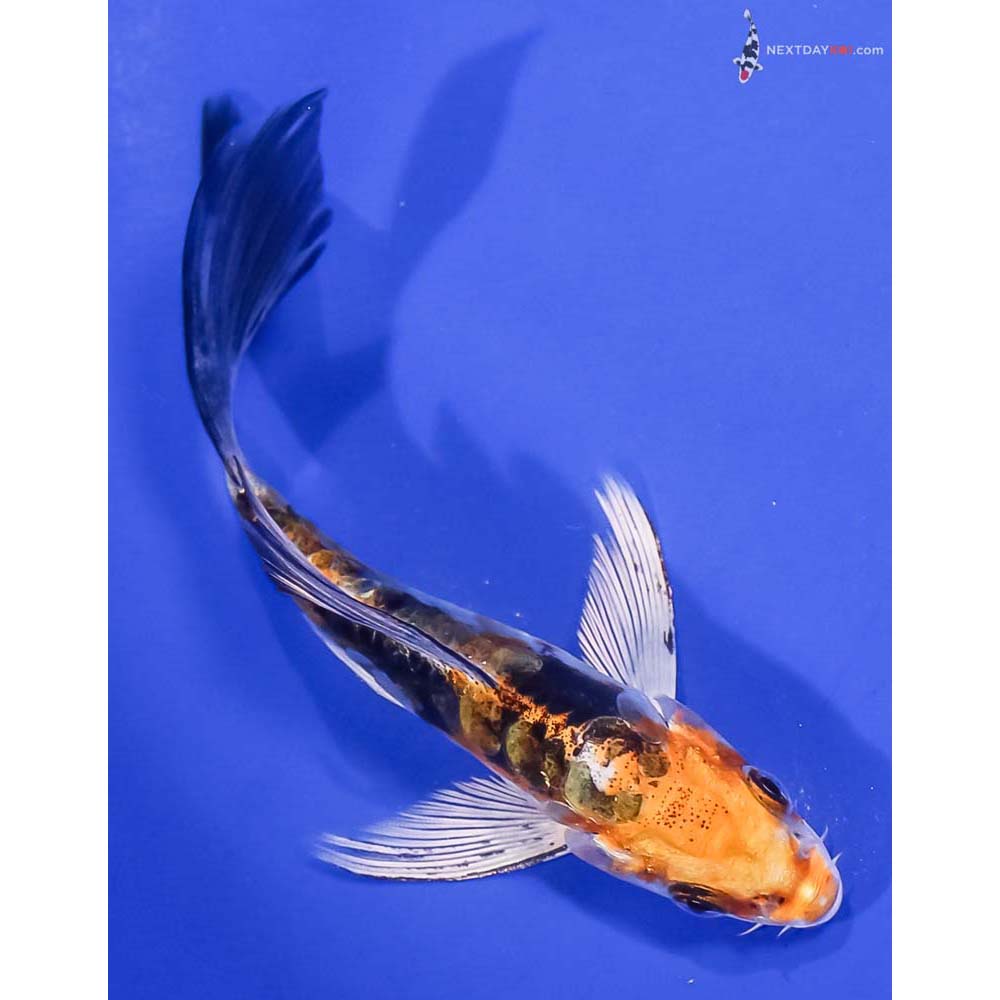 4.5” Imported Kin Kikokuryu Butterfly Koi