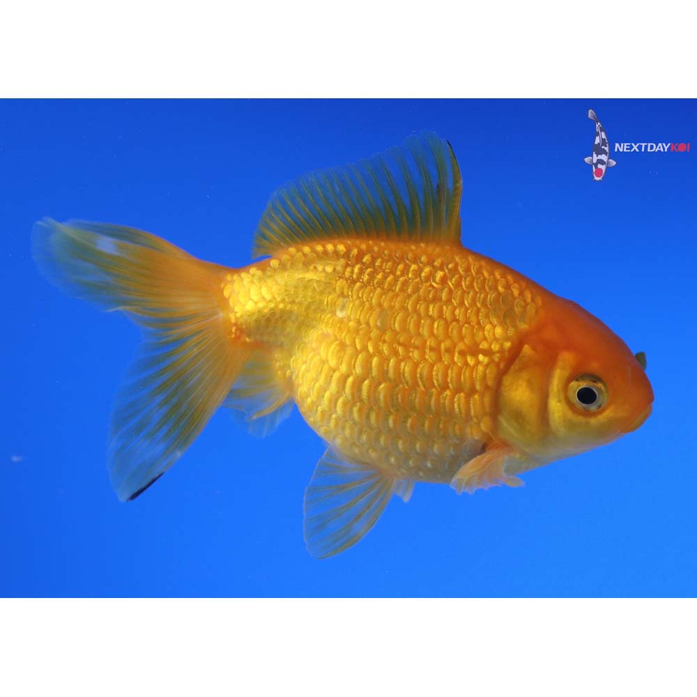 4” Imported Male Yellow Pearlscale