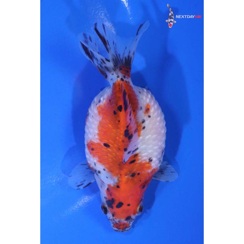 4” Imported Calico Pearlscale