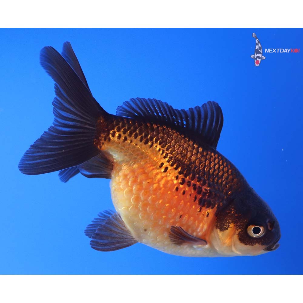 4” Imported Red and Black Pearlscale