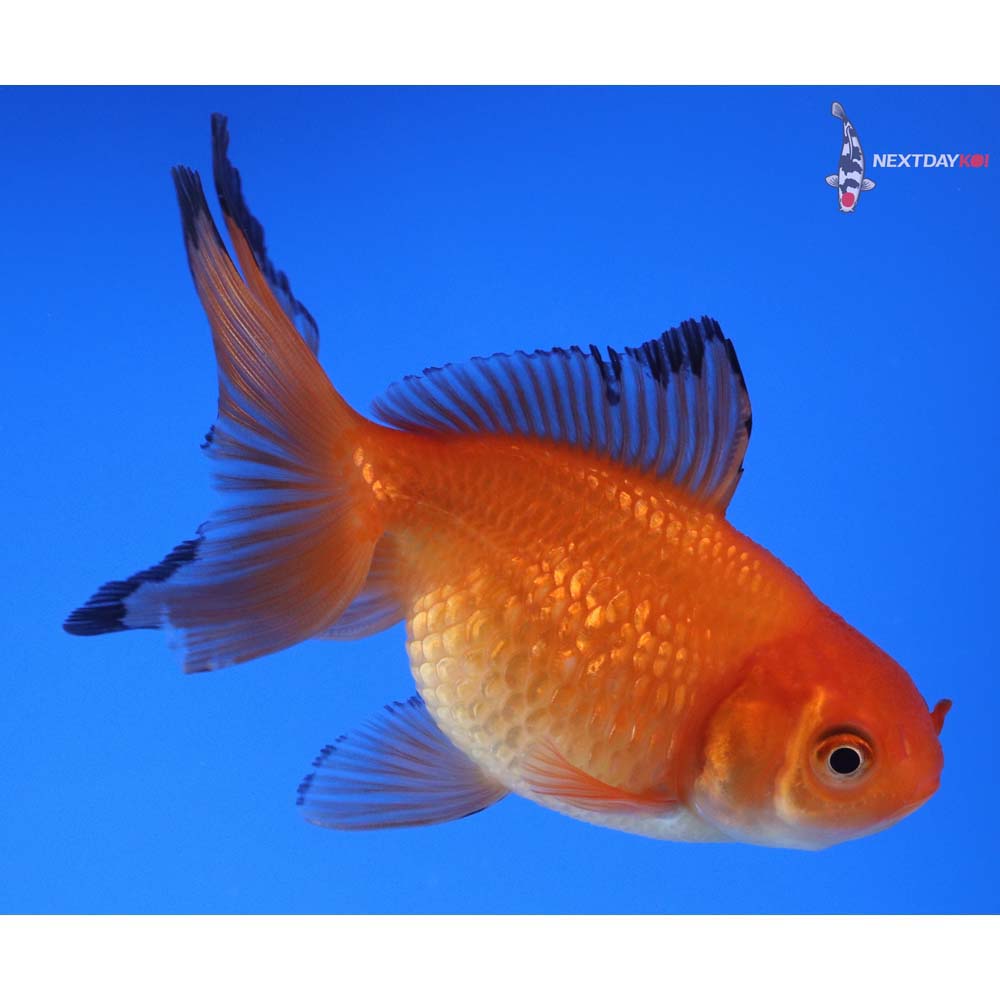 4.5” Imported Red and Black Pearlscale