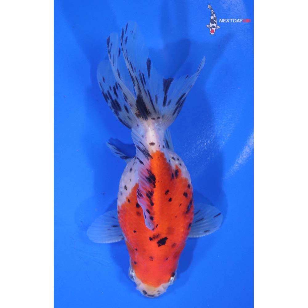 4.5” Imported Male Calico Pearlscale