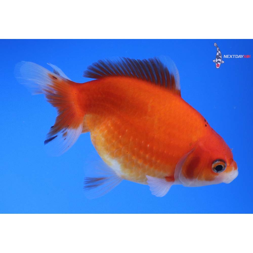 4.5” Imported Calico Pearlscale