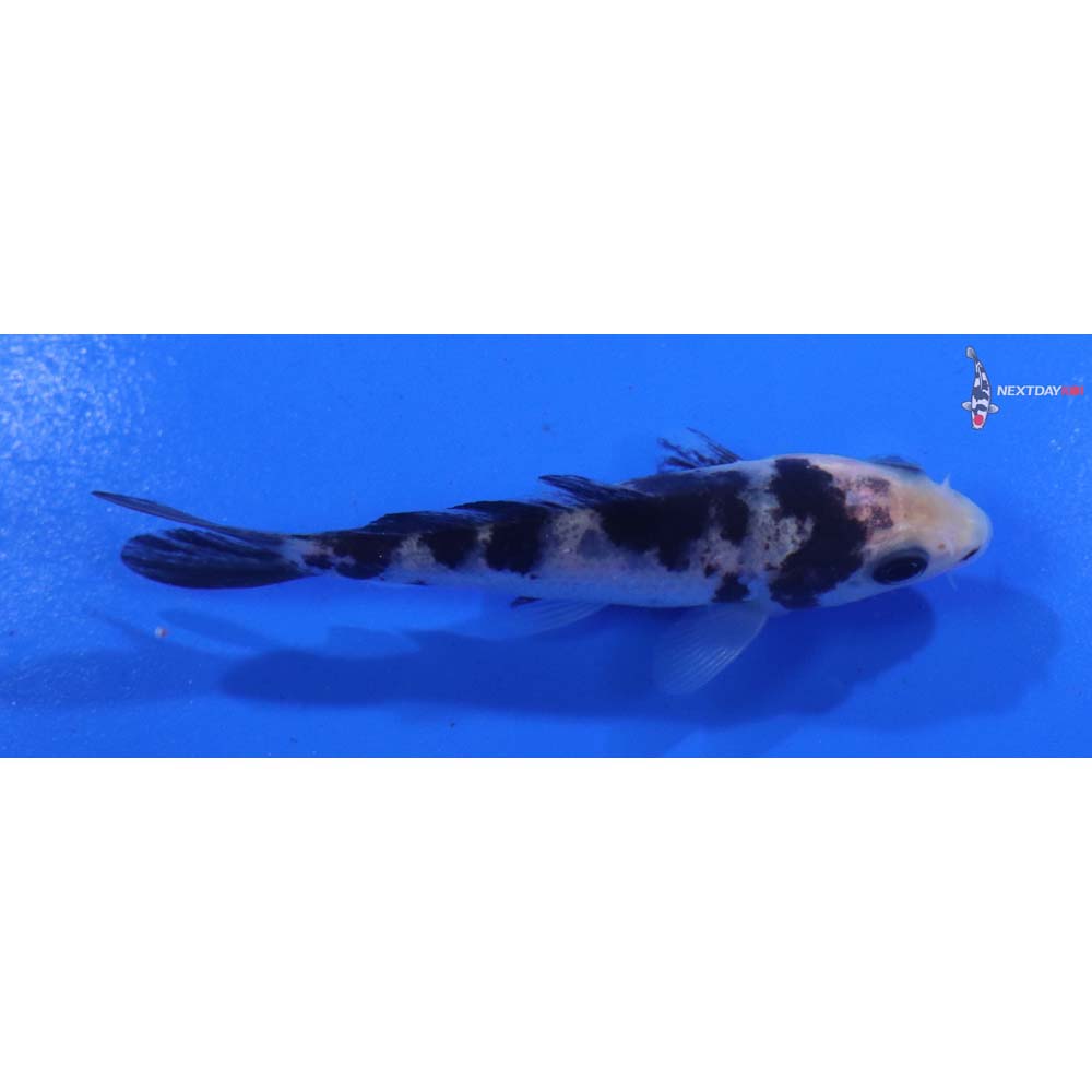 3” Imported Shiro Bekko