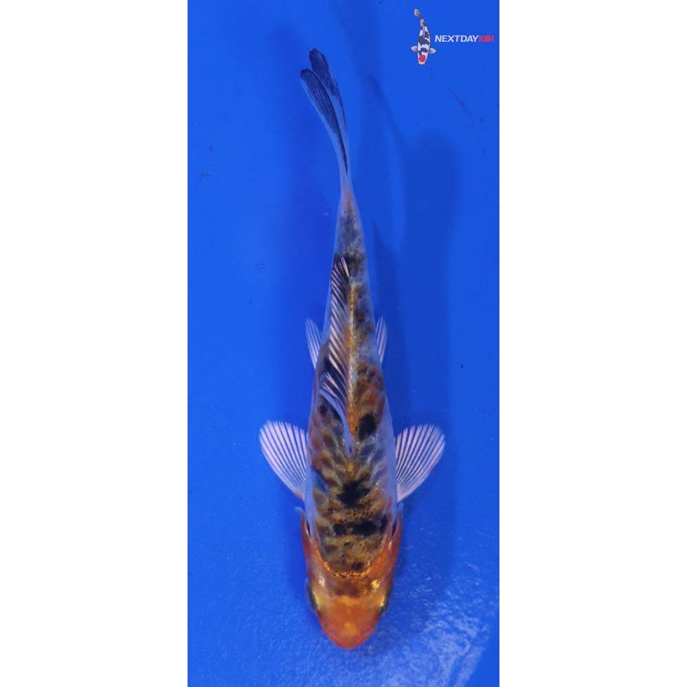 3” Imported Armor Scaled Yamato Nishiki