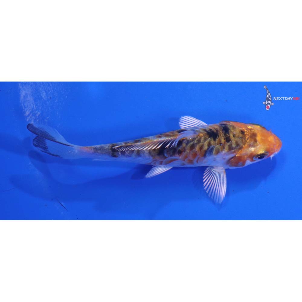 3” Imported Armor Scaled Yamato Nishiki